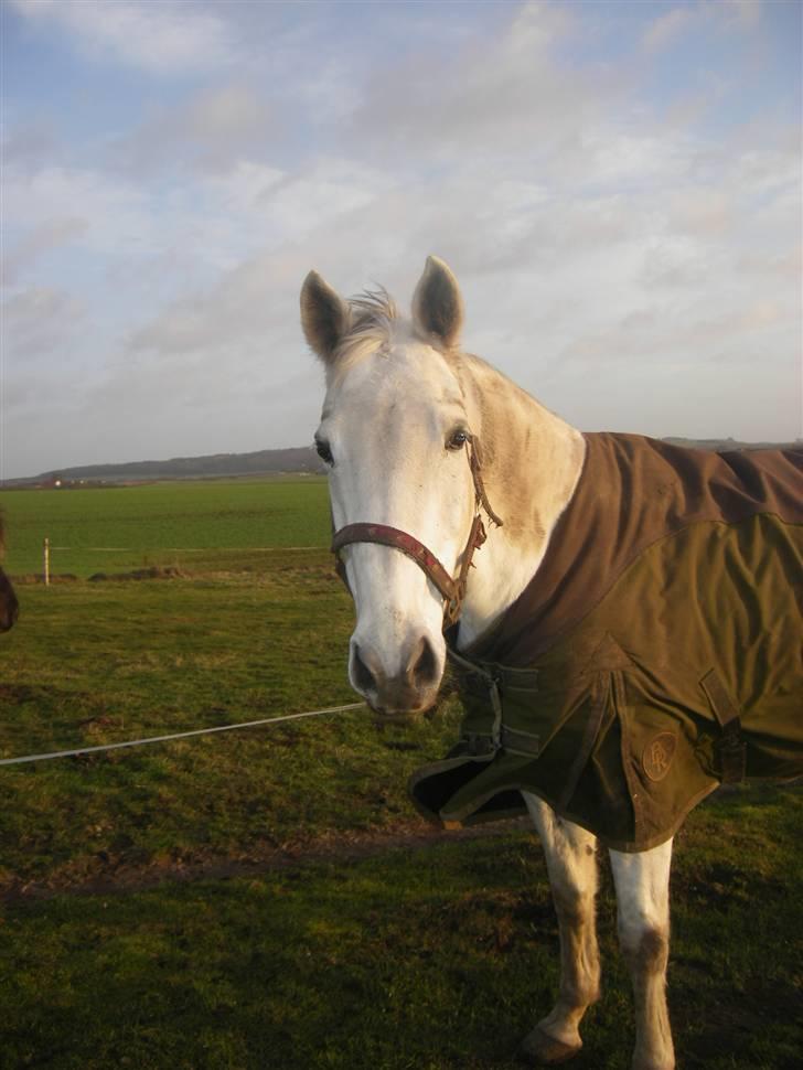 Dansk Varmblod Vennelunds Nala *R.I.P* - mor er til undervisning ved Laila Bilstrup.. FOTO: Line billede 18