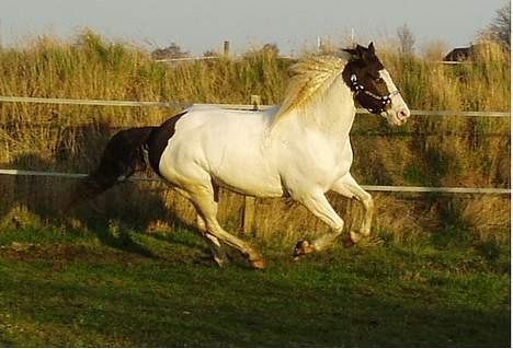 Paint Charlies White Iron billede 14