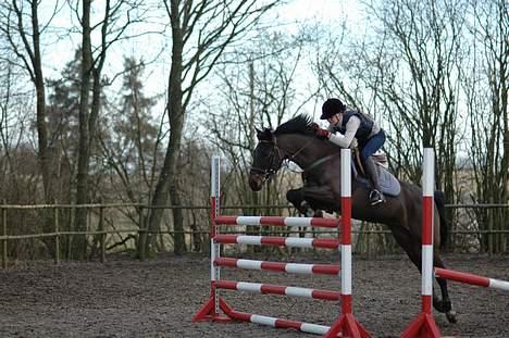 Anden særlig race Shakira (Solgt) - Her springer vi 1,30cm billede 7