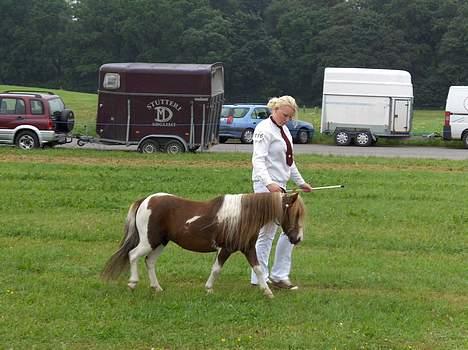 Dansk Miniature Egehøj`s Pocahontas billede 5