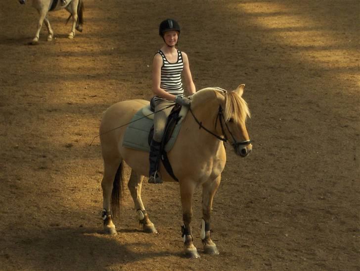 Fjordhest Charlie <3  - . billede 19