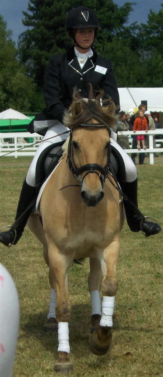 Fjordhest Charlie <3  - -> Charlie på durskue i odense  ;D<333Foto : farduuus <3 billede 20