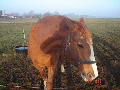 Frederiksborg Mads Ravnkilde billede 4