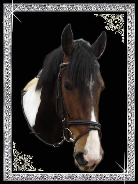 Pinto Athene - Velkommen til min profil  billede 1