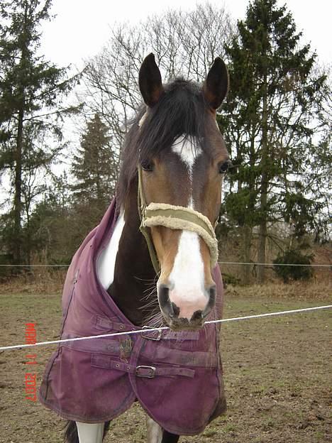 Pinto Athene billede 2