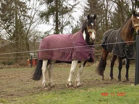 Pinto Athene - når der kommer nogle hend til hegnet så kommer jeg med det samme... billede 3