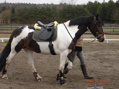 Pinto Athene billede 4