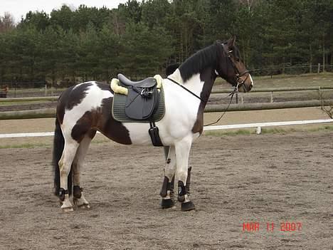 Pinto Athene - Er jeg ikke flot når jeg står... billede 5