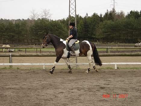 Pinto Athene - så skal der arbejdes... billede 6
