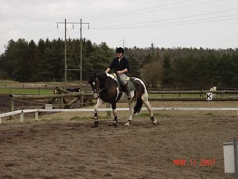 Pinto Athene billede 7