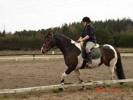 Pinto Athene billede 8