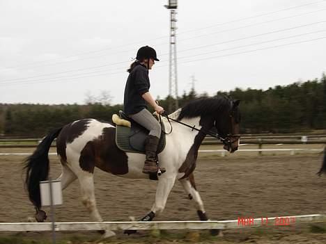 Pinto Athene billede 9