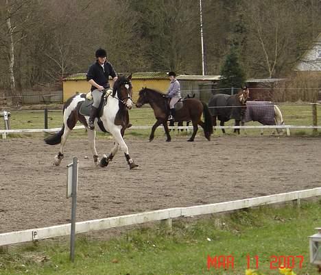 Pinto Athene billede 11