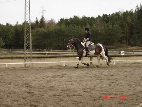 Pinto Athene billede 12