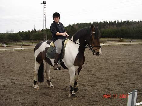 Pinto Athene billede 13