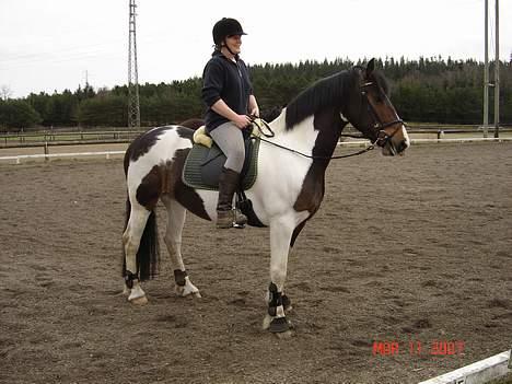 Pinto Athene - ja vi er nogle smuksakker ikke :o) billede 14