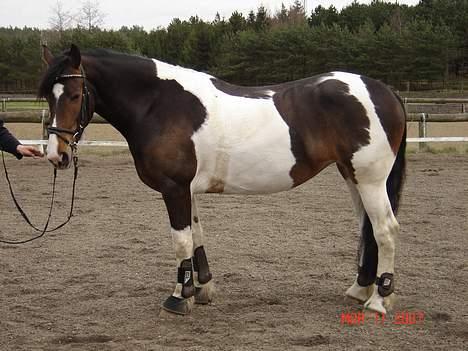 Pinto Athene billede 16