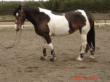 Pinto Athene billede 17