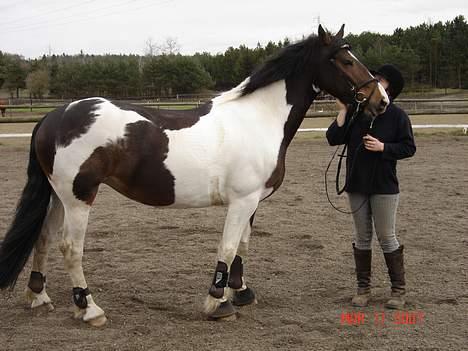 Pinto Athene billede 18