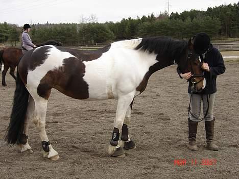 Pinto Athene billede 19