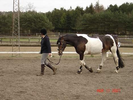 Pinto Athene - åhh må jeg ikke komme med?? billede 20