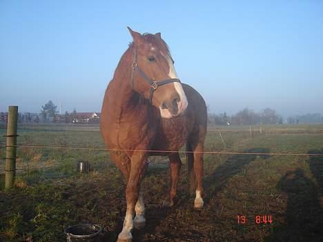 Frederiksborg Mads Ravnkilde billede 6
