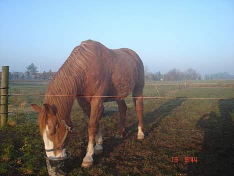 Frederiksborg Mads Ravnkilde billede 7