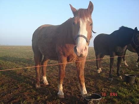 Frederiksborg Mads Ravnkilde billede 8