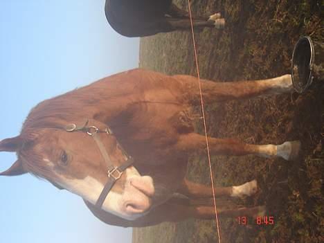 Frederiksborg Mads Ravnkilde billede 9