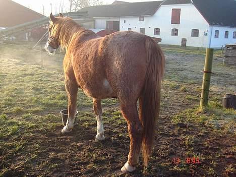 Frederiksborg Mads Ravnkilde billede 10