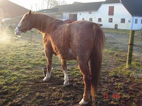 Frederiksborg Mads Ravnkilde billede 11