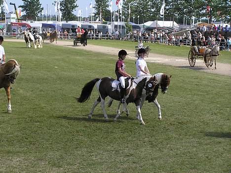 Pinto Celina Pin 522 *solgt* - Celina og mig rider opvisning til landskuet i Herning 2006 med Prince Pantani og Mia billede 8