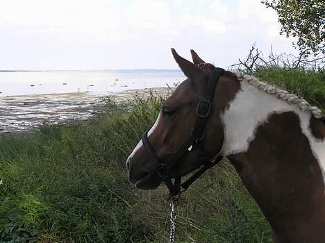 Pinto Celina Pin 522 *solgt* - Celina får velfortjent pause ved Bogø strand billede 12