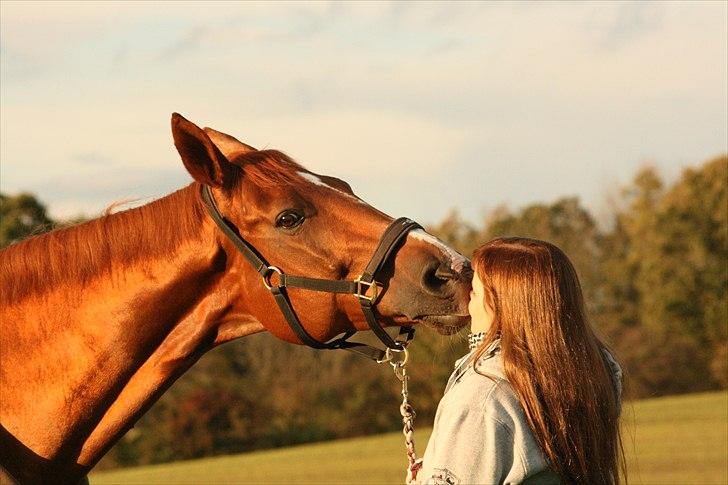 Dansk Varmblod Tequila Sunrise  - Written in the stars - I love you! Foto: Tanja billede 7