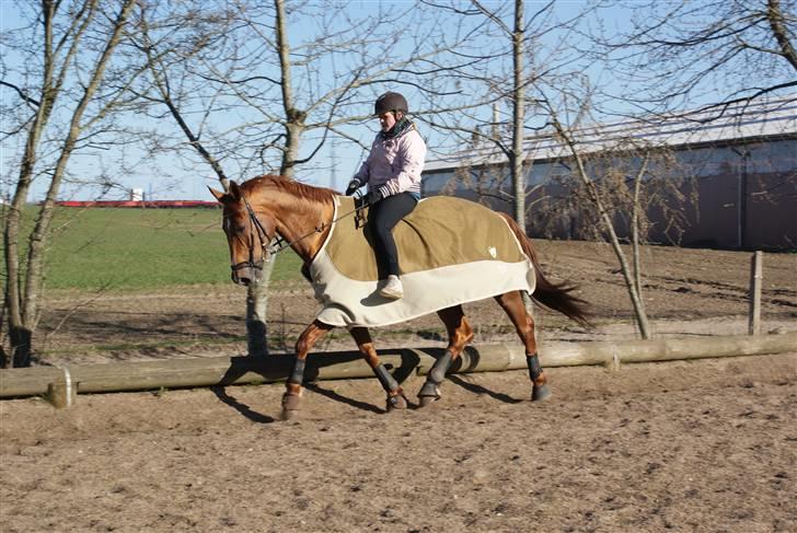 Dansk Varmblod Tequila Sunrise  - Genoptræning april 2010 Foto: Mor  billede 9