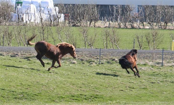 Islænder Stjarni fra Ólafssvöllum - Stjarni taget den 14 maj 2005... sammen med hans bedste ven Kóllbeinn billede 14