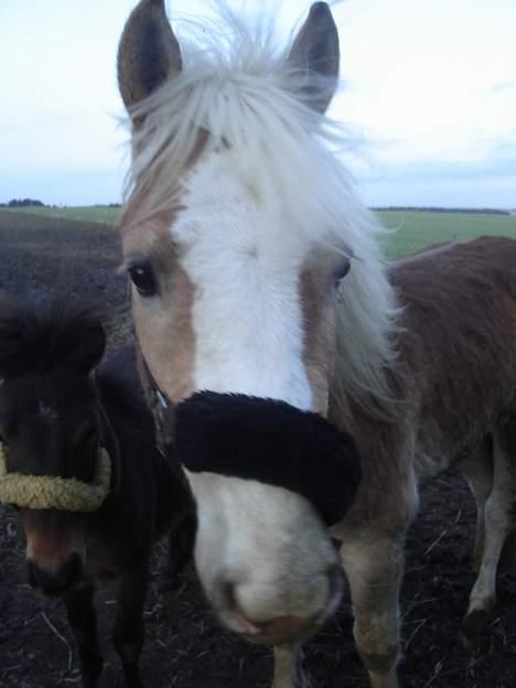 Haflinger odin - [ himmel hest <3 ] billede 10
