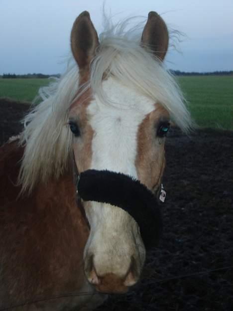 Haflinger odin - [ himmel hest <3 ] billede 11
