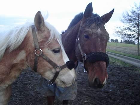 Haflinger odin - [ himmel hest <3 ] billede 12