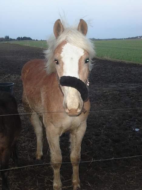 Haflinger odin - [ himmel hest <3 ] billede 13