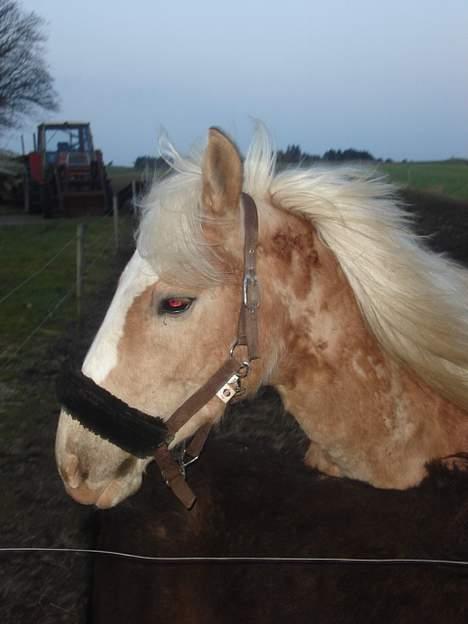 Haflinger odin - [ himmel hest <3 ] billede 14
