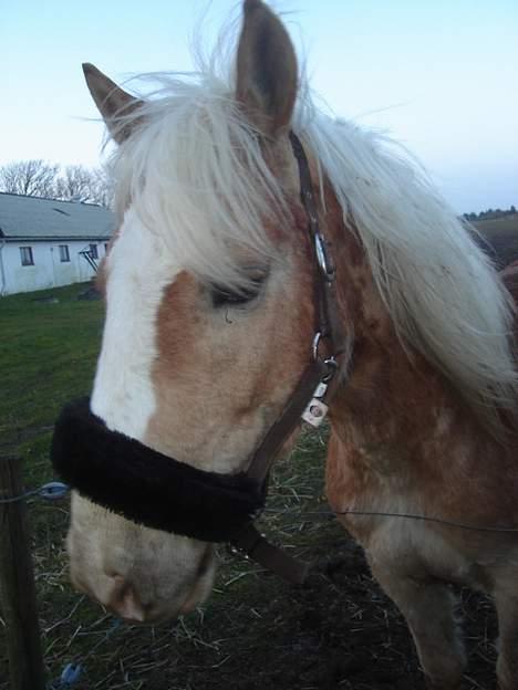 Haflinger odin - [ himmel hest <3 ] billede 15