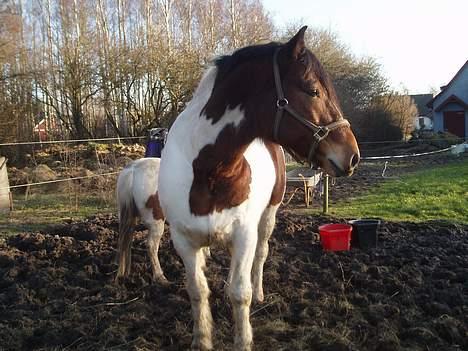 Anden særlig race Dakota - Basse(; billede 11