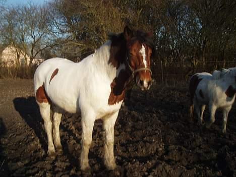 Anden særlig race Dakota - Basse på årets første dag uden dækken(; billede 12