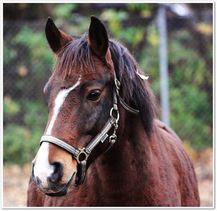 New Forest Bjørndals Horisont billede 1