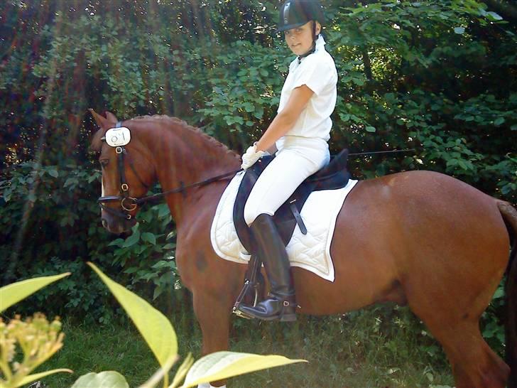 Anden særlig race Aschia - SOLGT - Et af mine yngling billeder af min gamle pony <3 billede 5