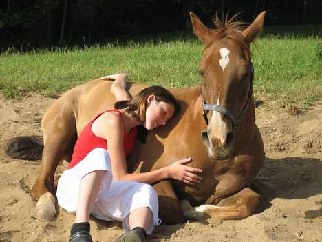 Arabisk fuldblod (OX) Bandaz billede 1