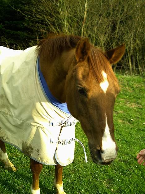 Arabisk fuldblod (OX) Bandaz billede 2