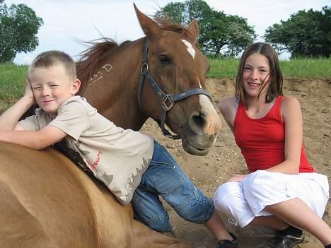 Arabisk fuldblod (OX) Bandaz billede 3