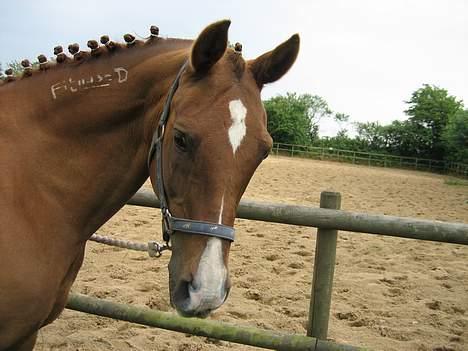 Arabisk fuldblod (OX) Bandaz billede 4